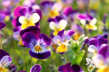 çok yıllık sarı-Menekşe Viola cornuta grubu, boynuzlu Pansy veya boynuzlu menekşe olarak bilinen