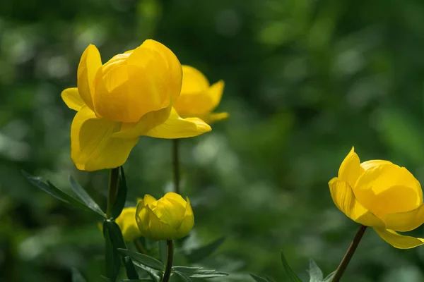 Wild yellow flowers of the European globeflower on the forest lawn close up