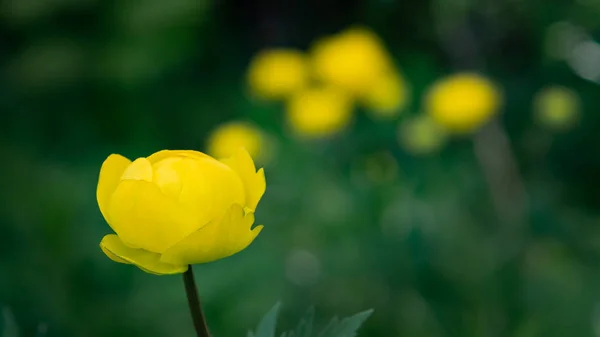 Orman çimenlik üzerinde Avrupa globeflower yabani sarı çiçekler yakın — Stok fotoğraf
