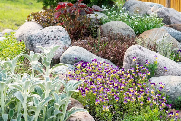 Blommande violer och andra blommor i en liten Rockery i sommarträdgården — Stockfoto