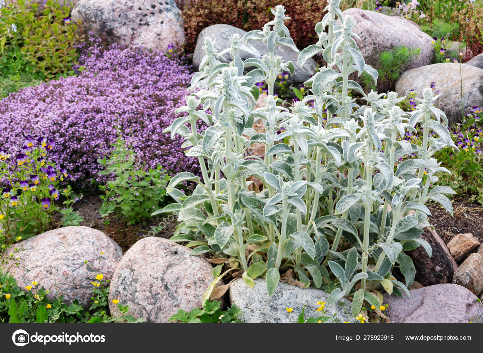 Are Lambs Ears Plants Safe For Dogs
