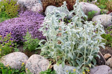 Stachys byzantina Bitkiler Yaz Bahçesinde Küçük Bir Rockary Kuzu Kulakları olarak bilinen