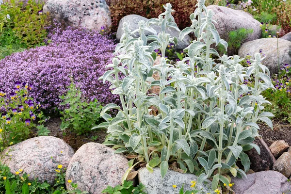 Stachys byzantina Plants Known as Lamb Ears in a Small Rockary in the Summer Garden — Stock Photo, Image