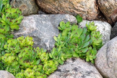 Yaz bahçesinde rockery bir kaya bahçesinde houseleek olarak çok yıllık bitki sempervivum