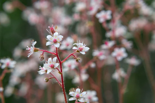 Flores florescentes de saxifrage umbrosa no jardim de verão close-up — Fotografia de Stock