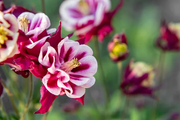 Burgundy flowers terry aquilegia Winky on a bed in the summer garden close-up