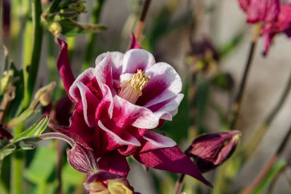 Burgundy flower terry aquilegia Winky on a bed in the summer garden close-up