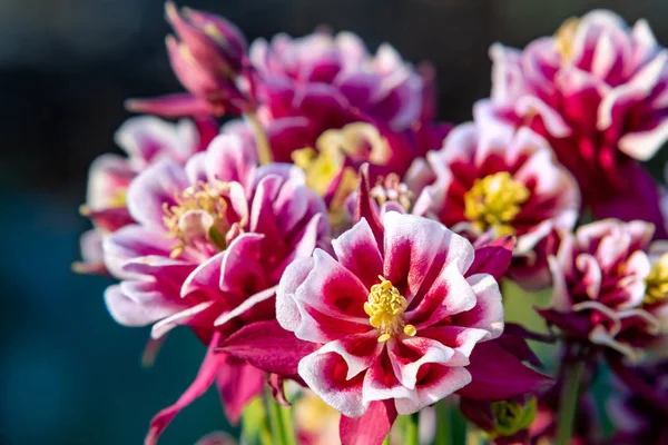 Burgundy flowers terry aquilegia Winky on a bed in the summer garden close-up