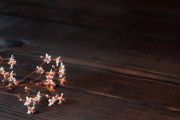 Ramas con pequeñas flores blancas sobre un fondo de madera oscura con espacio para el texto — Foto de Stock