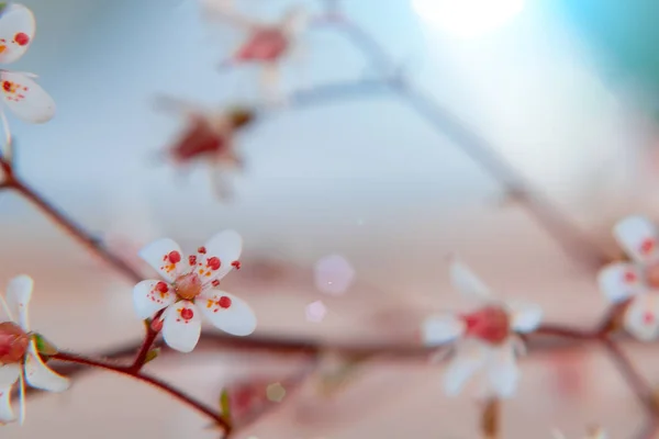 Ágacska saxiframes virágokkal közelről, puha szelektív fókusz, gyönyörű virágos háttér — Stock Fotó