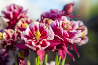 Bordo çiçekler terry aquilegia Winky yaz bahçesinde yakın çekim bir yatakta