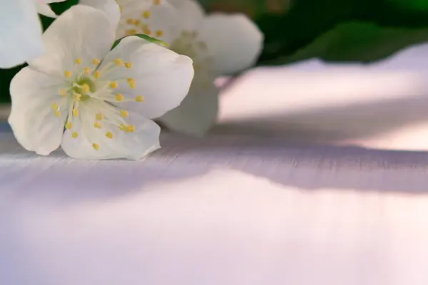 Philadelphus çiçekleri ile Dal bir yerde pembe ahşap masada yasemin veya sahte turuncu denir — Stok fotoğraf