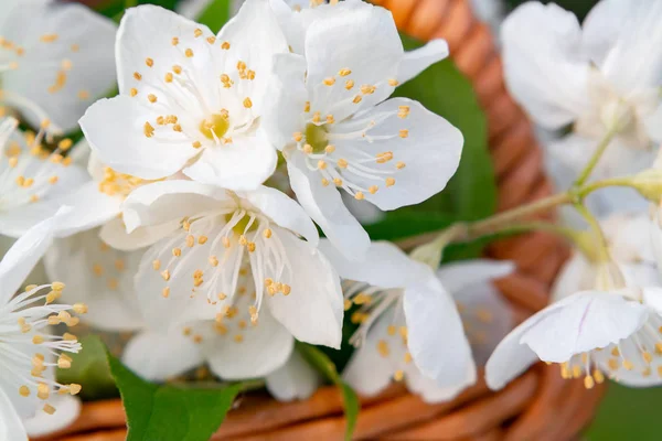 Cesta com flores de philadelphus em algum lugar chamado jasmim ou laranja simulado em uma bandeja de madeira branca ao ar livre no verão, close-up — Fotografia de Stock