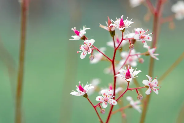 Flores florescentes de saxifrage umbrosa no jardim de verão close-up — Fotografia de Stock