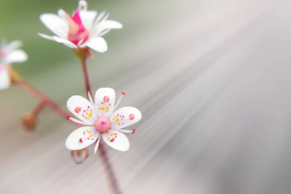 Цвітіння квітів саксофонії в літньому саду крупним планом — стокове фото