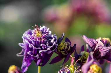 Derin mor çiçekler terry aquilegia Winky yaz bahçesinde yakın çekim bir yatakta