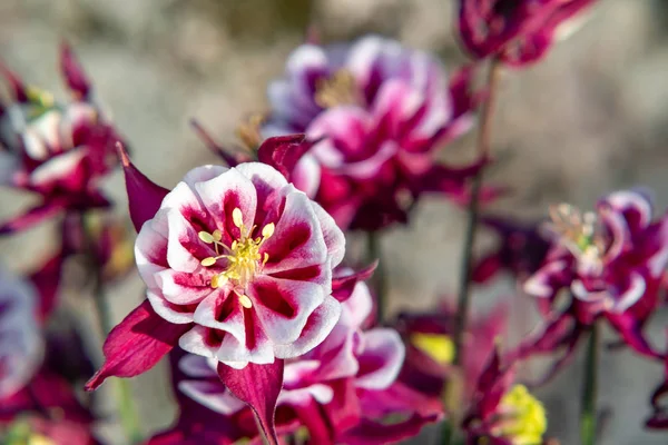 Borgonha flores terry aquilegia Winky em uma cama no jardim de verão close-up — Fotografia de Stock