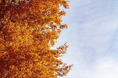 Mavi gökyüzüne karşı ormanda sonbahar ağaçlarının renkli sarı turuncu yeşillik - metin için yer ile güzel sonbahar arka plan