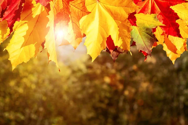 Outono folhas de bordo na floresta nos raios do sol poente - belo fundo de outono — Fotografia de Stock