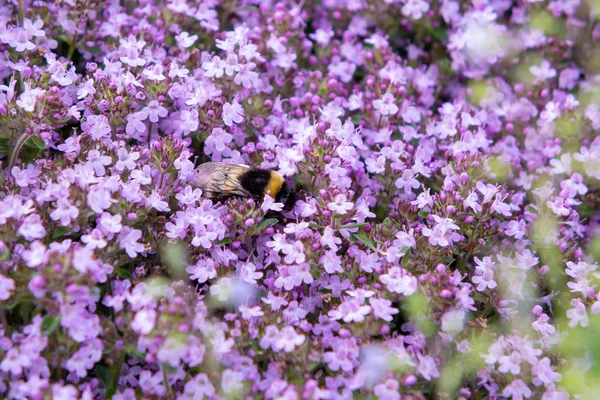 Bourdon en couverture de sol fleurs violettes floraison thym serpyllum sur un lit dans le jardin, gros plan, foyer sélectif doux — Photo