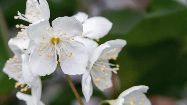 Квіти філадельфії десь називають жасмином або маком апельсина в гарггені — стокове фото
