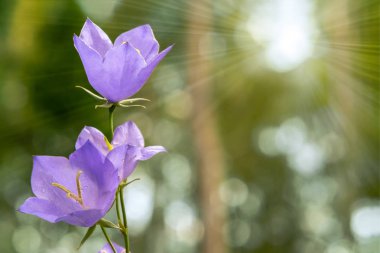 Çiçekler Ormanın kenarında Mavi campanula. Kopya alanı ile güzel yabani çiçek closeup