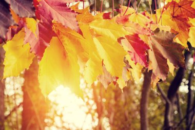 Sonbahar akçaağaç batan güneşin ışınları bir ip üzerinde ormanda yaprakları - güzel sonbahar arka plan