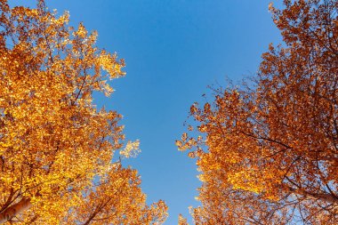 Mavi gökyüzüne karşı sonbahar ormanında aspens üstleri aşağıdan görünümü, kopya alanı ile renkli sonbahar manzara