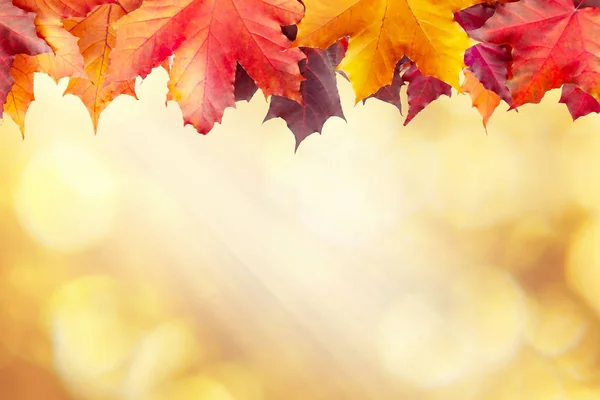 Belo outono dourado desfocado fundo com uma borda de folhas de bordo — Fotografia de Stock