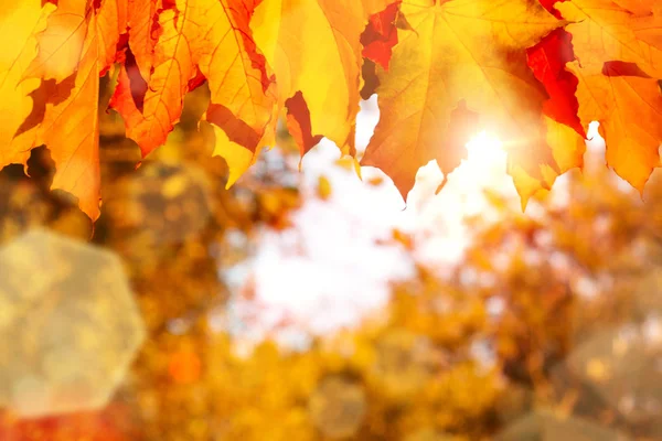 Outono folhas de bordo na floresta nos raios do sol poente - belo fundo de outono — Fotografia de Stock
