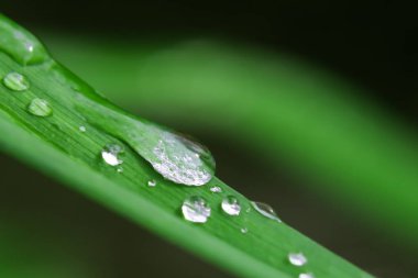 Çim yakın çekim, arka plan, doku üzerinde su damlacıkları