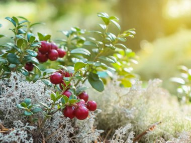 Beyaz yosun bir arka plan karşı bir çam ormanında bir dal üzerinde Olgun kızılcık