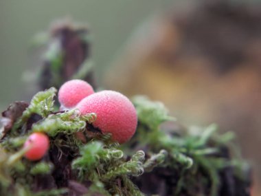 Lycogala epidendrum balçık kalıbı, yaygın kurt sütü olarak bilinen