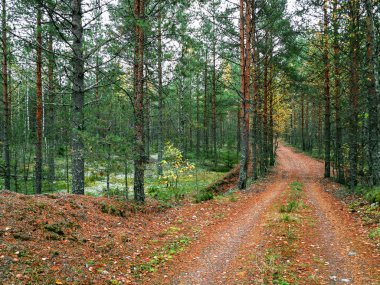 Mantar çam ormanında toprak bir yol