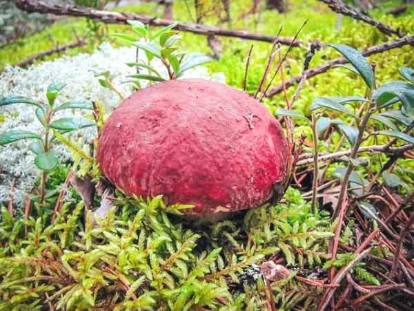 Penny bollo hongo Boletus edulis creciendo en el bosque sobre un fondo musgo reno — Foto de Stock