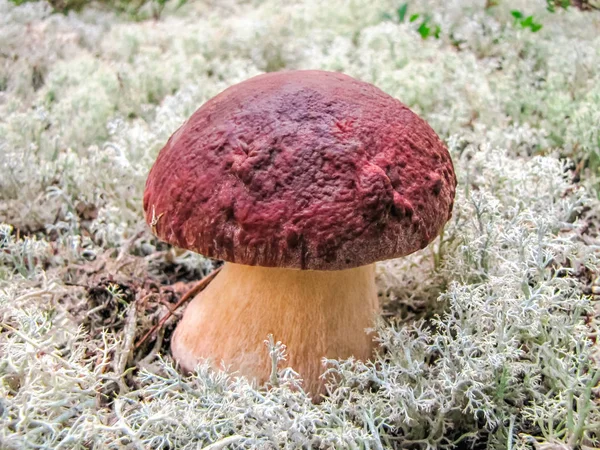 Penny bun champignon Boletus edulis poussant dans la forêt sur fond de mousse de renne — Photo