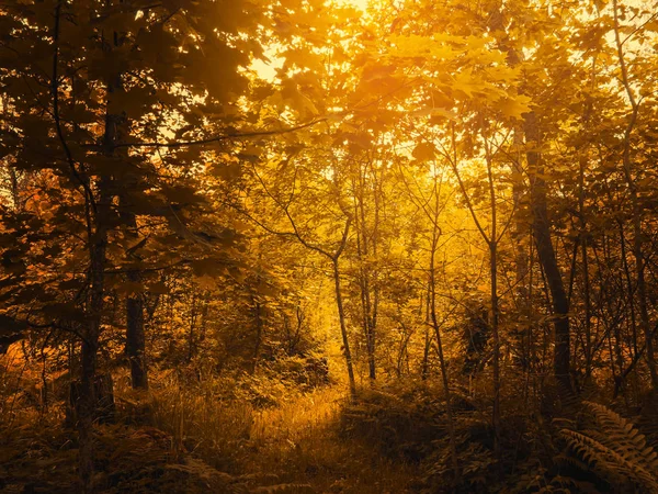 Cenário quente de outono em uma floresta, com o sol lançando belos raios de luz através de árvores — Fotografia de Stock