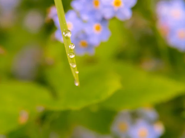 Gotas de agua sobre una brizna de hierba sobre el fondo de flores que no me olvidan. Enfoque selectivo — Foto de Stock