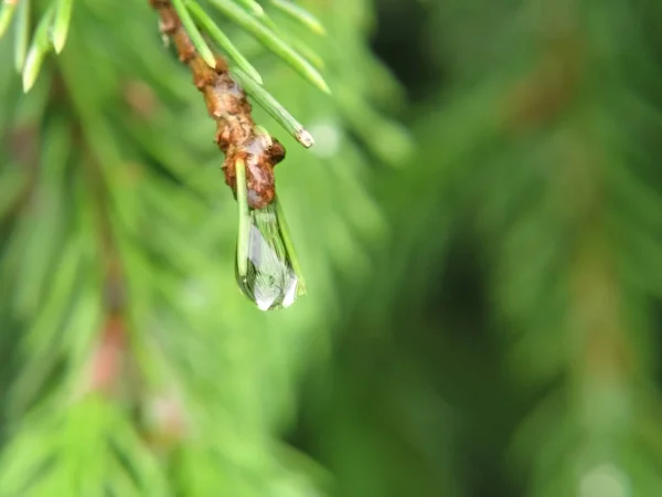 云杉枝与雨滴特写，背景 — 图库照片