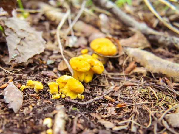 一种蘑菇，俗称在森林里生长的香菇、金香菇或花冠 — 图库照片