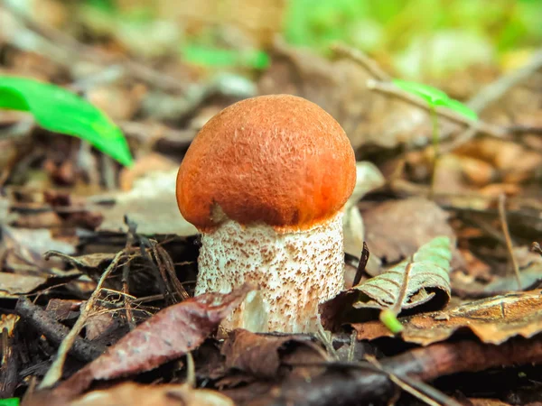 Маленький красивый апельсиновый березовый гриб Leccinum versipelle в лесу — стоковое фото