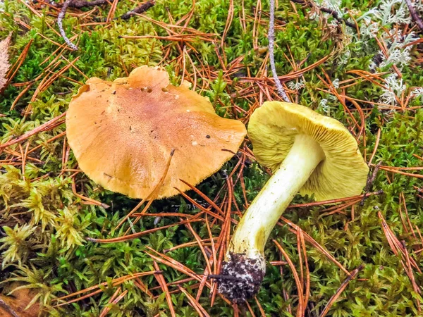 Tricholoma equestre ou Tricholoma flavovirens, aussi connu sous le nom d'Homme à cheval ou Chevalier jaune — Photo