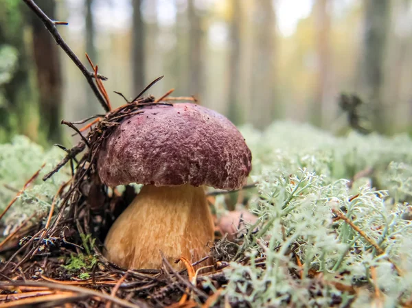 Penny bolle svamp Boletus edulis vokser i skoven mod en baggrund rensdyr mos - Stock-foto