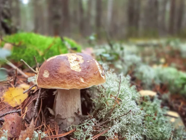 Pfennigpilz Steinpilz edulis wächst im Wald vor einem Hintergrund Rentiermoos — Stockfoto