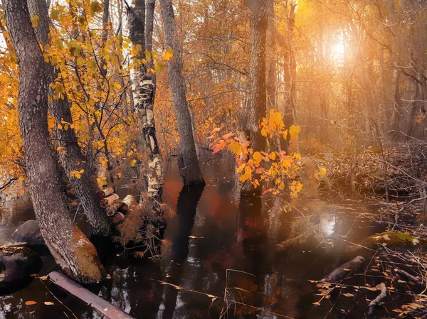 Herbst im überfluteten Wald bei Sonnenuntergang — Stockfoto