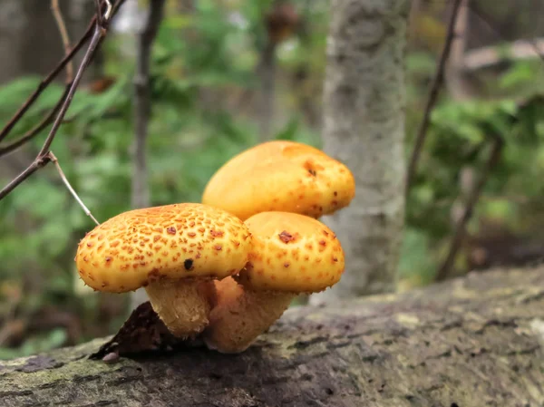 森林中倒下的树干上的磷酸蘑菇 — 图库照片
