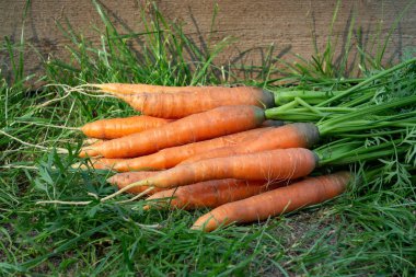 Bahçe yatağının yanındaki çimenlerin üzerinde üstleri olan taze havuç demeti