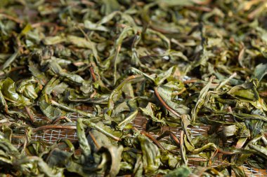Process of making tea from blooming Sally known as Russian Ivan tea or Koporye tea, preparing leaves for fermentation, preparing leaves for drying clipart