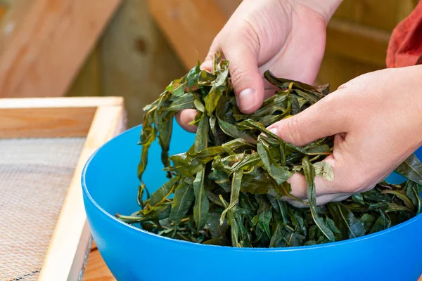 Processus de fabrication du thé de la floraison Sally connu sous le nom russe Ivan thé ou thé Koporye, la préparation des feuilles pour la fermentation — Photo