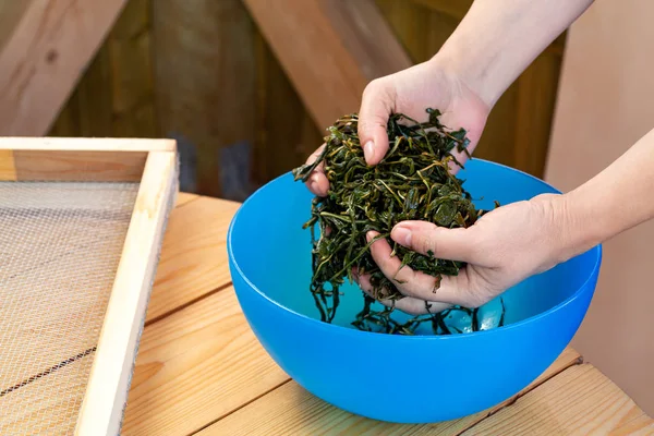 Processus de fabrication du thé de la floraison Sally connu sous le nom russe Ivan thé ou thé Koporye, la préparation des feuilles pour la fermentation — Photo